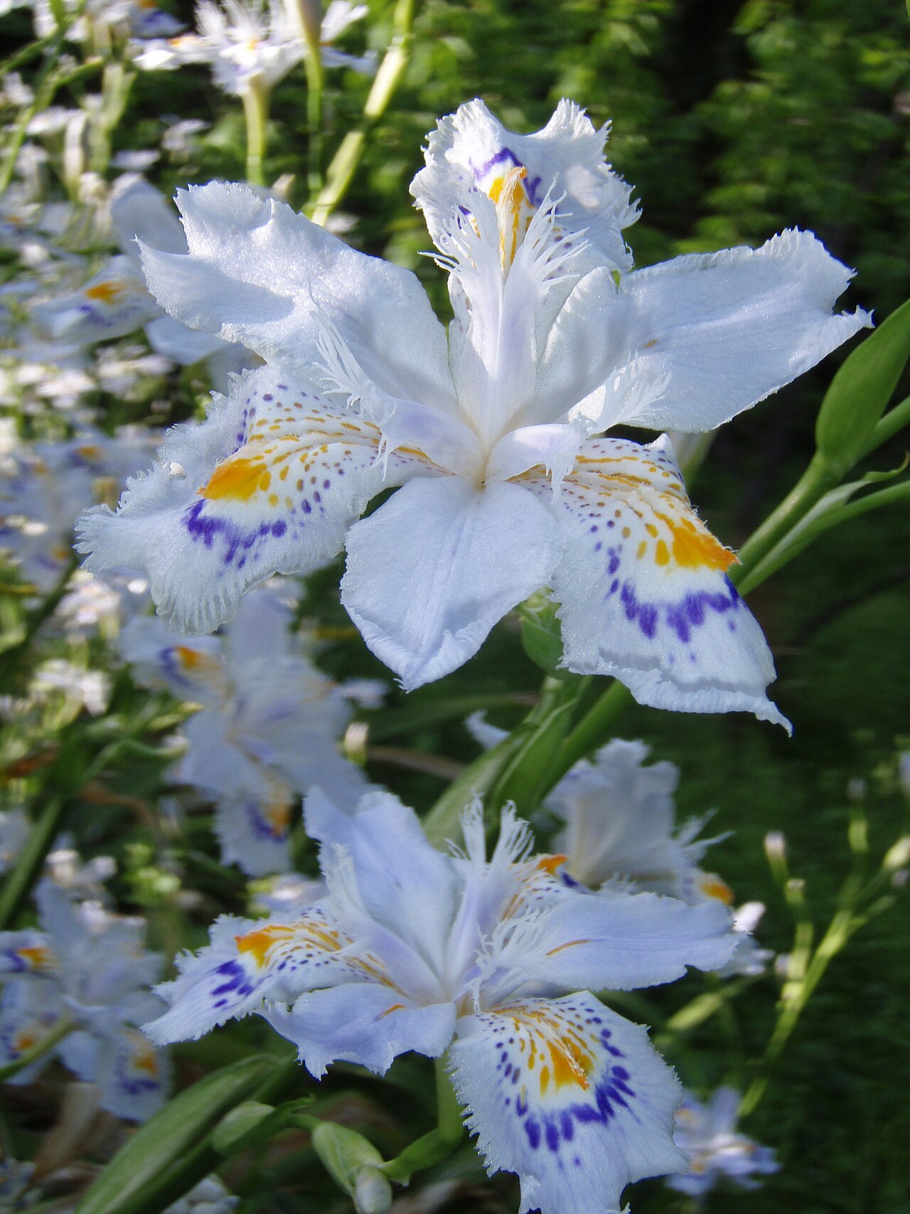 Iris japonica, Fringed iris — spreading evergreen (Iridaceae) (image 4 of 10)