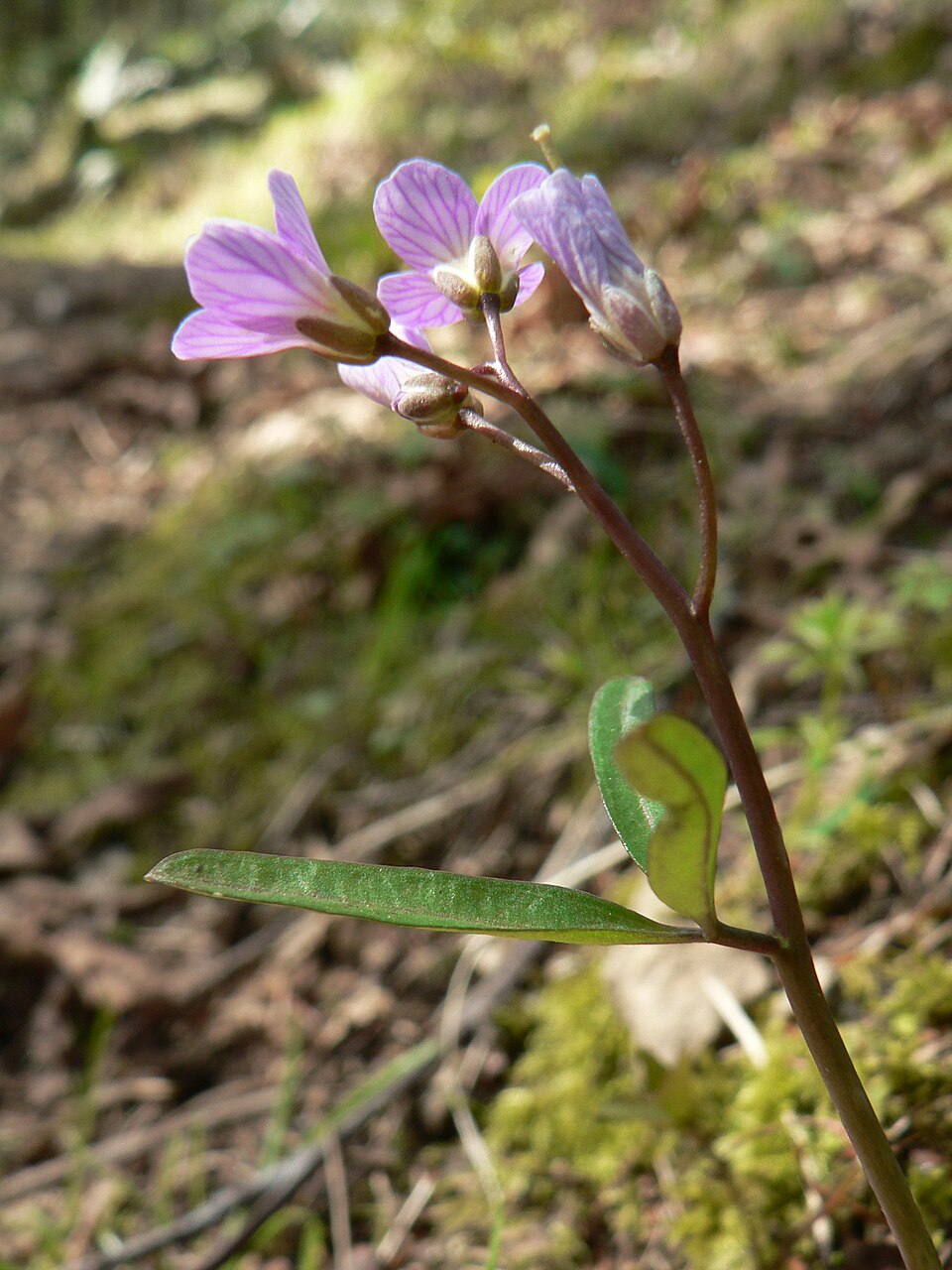 Cardamine nuttallii (Nuttall's toothwort) (alternate view 7)