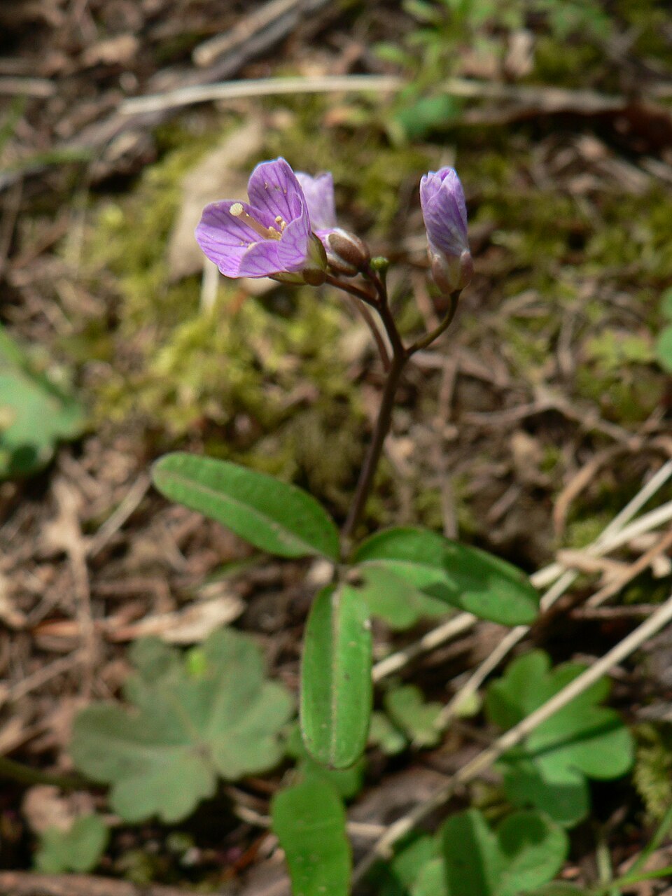 Cardamine nuttallii (Nuttall's toothwort) (alternate view 8)