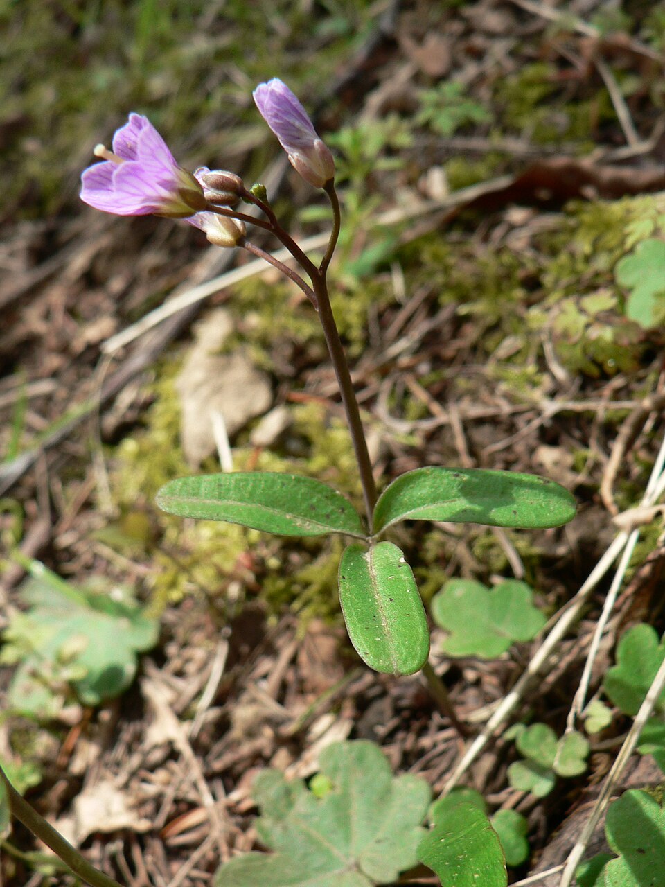 Cardamine nuttallii (Nuttall's toothwort) (alternate view 9)