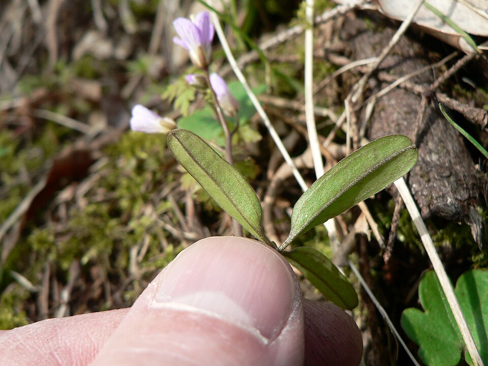 Cardamine nuttallii (Nuttall's toothwort) (alternate view 10)