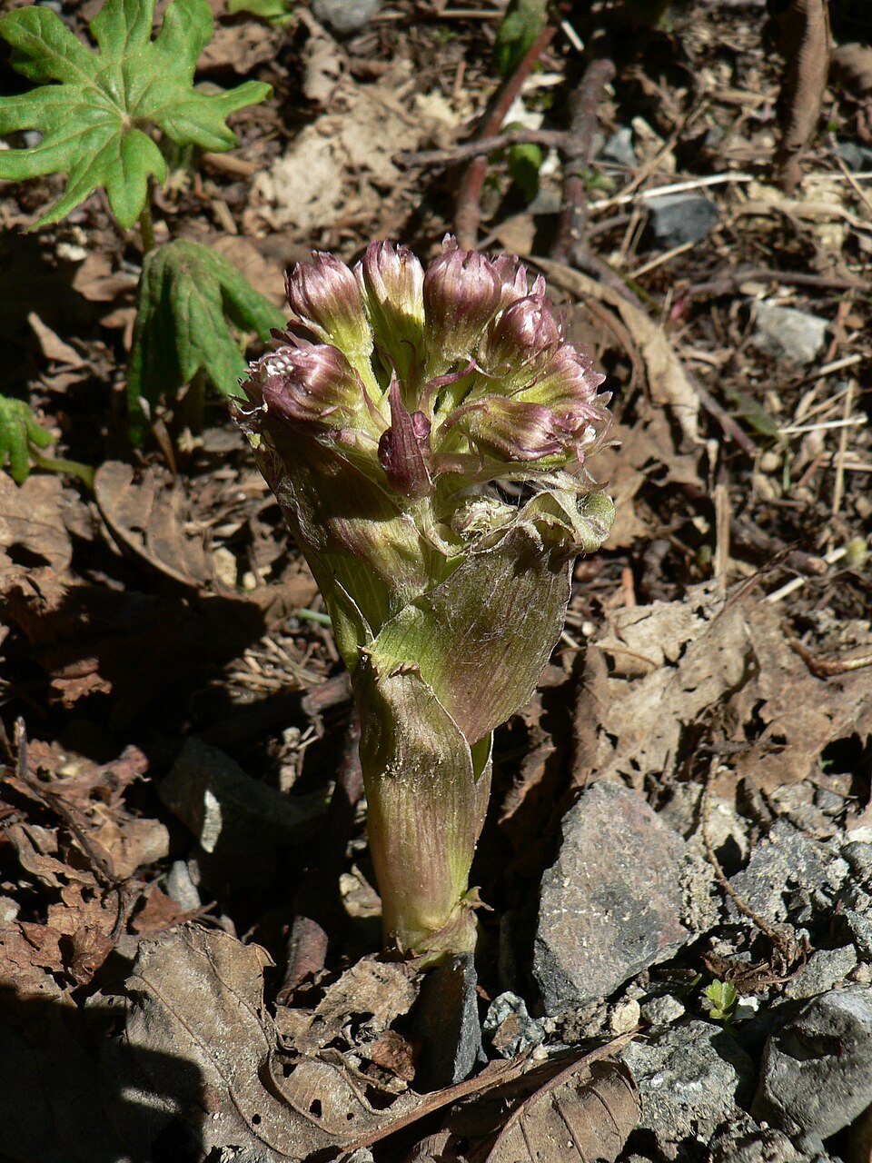 Petasites frigidus (coltsfoot) (alternate view 6)