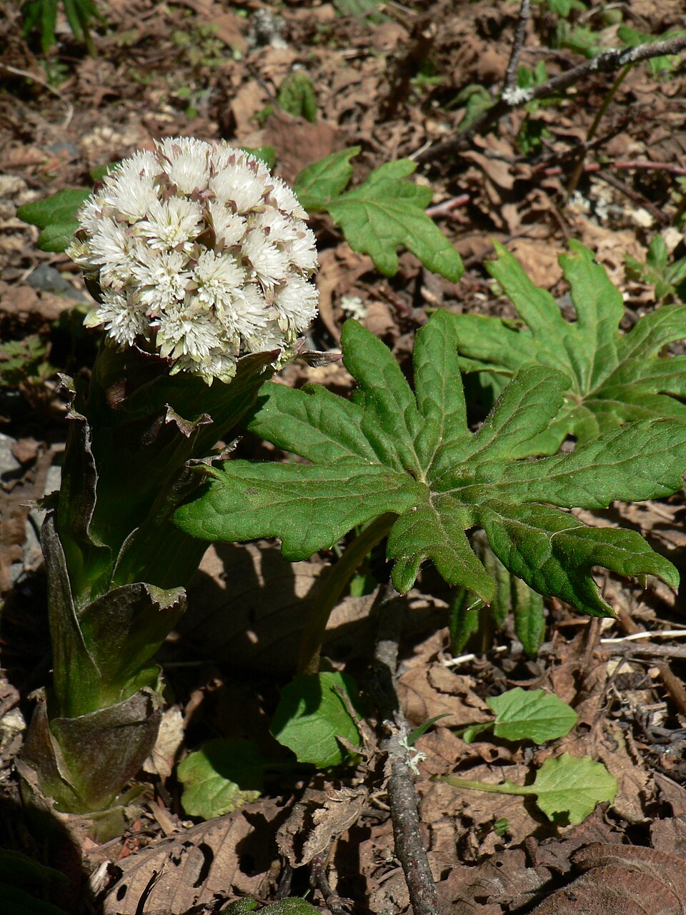 Petasites frigidus (coltsfoot) (alternate view 7)