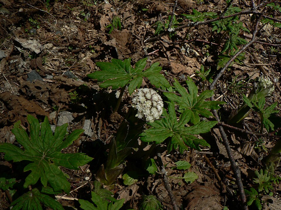 Petasites frigidus (coltsfoot) (alternate view 8)
