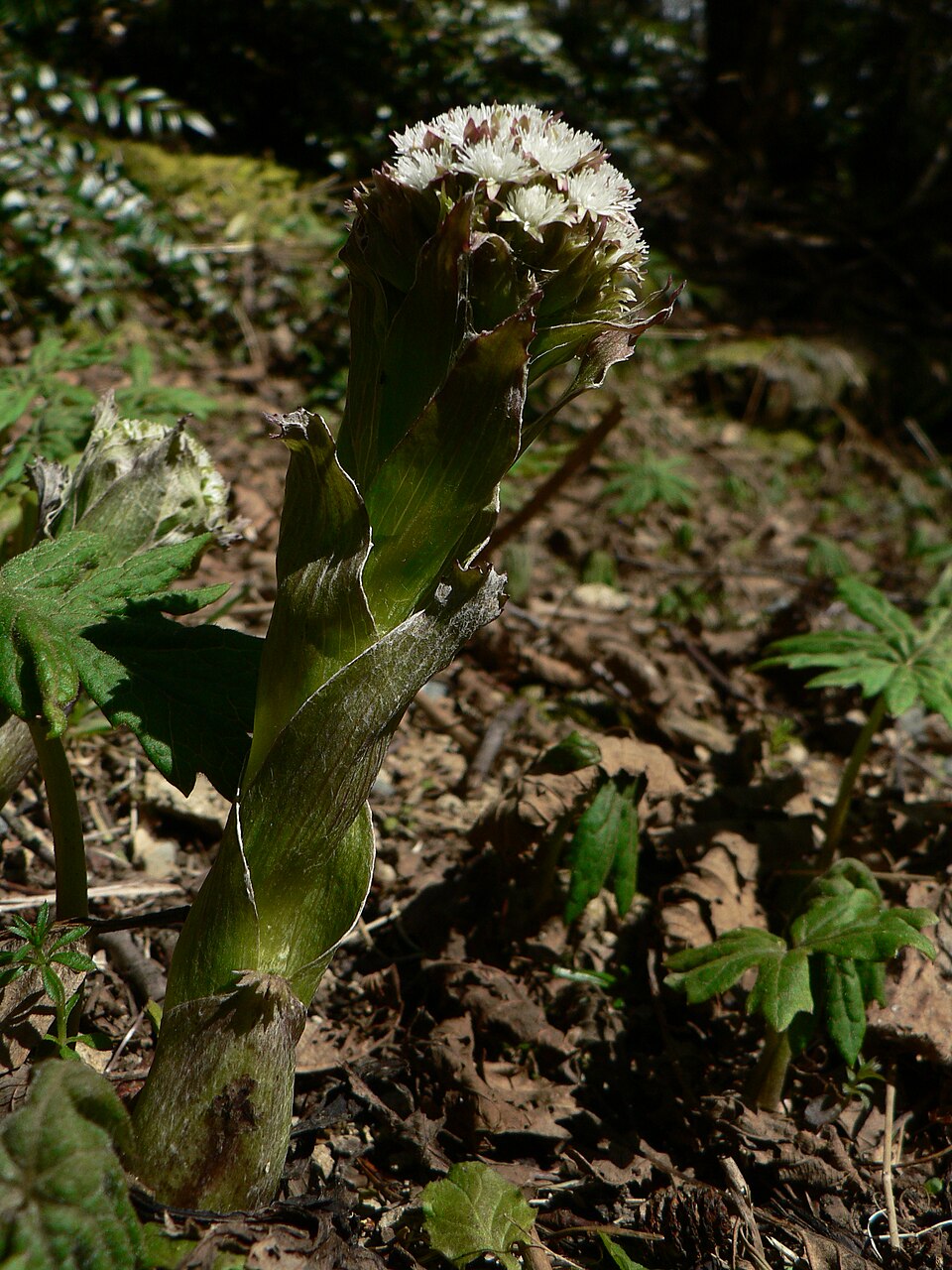 Petasites frigidus (coltsfoot) (alternate view 9)