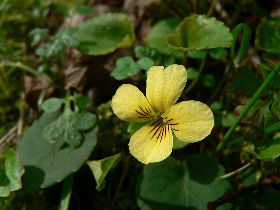 Viola sempervirens (Evergreen Yellow Violet) (alternate view 7)