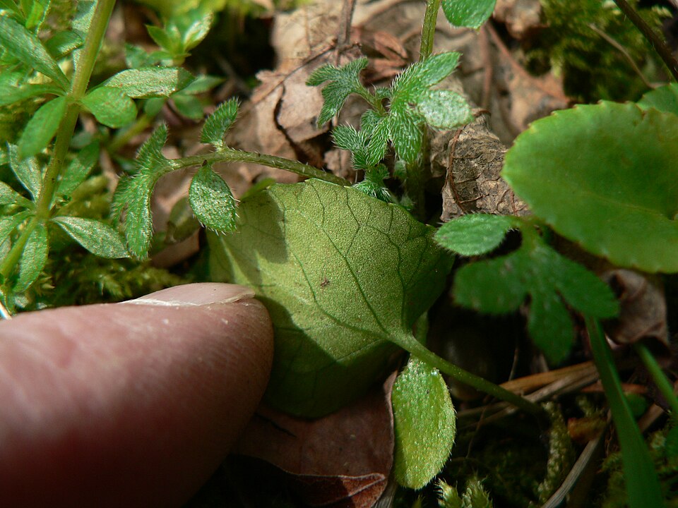 Viola sempervirens (Evergreen Yellow Violet) (alternate view 8)