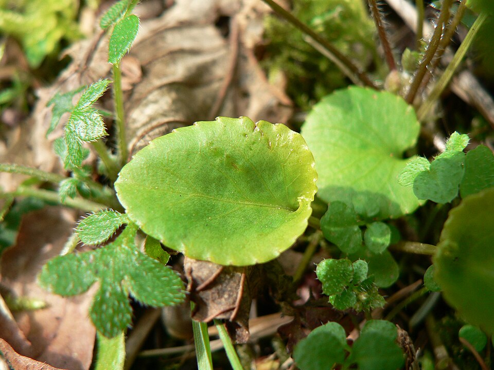 Viola sempervirens (Evergreen Yellow Violet) (alternate view 9)