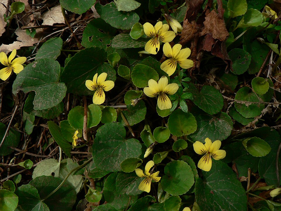 Viola sempervirens (Evergreen Yellow Violet) (alternate view 10)