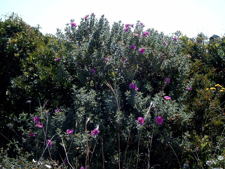 Cistus albidus (white-leaved cistus) (alternate view 6)