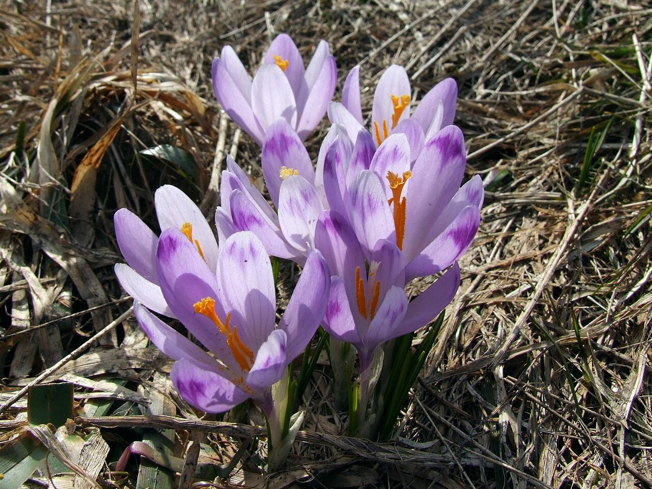 Crocus vernus, Spring crocus — clumping deciduous (Iridaceae) (image 2 of 10)