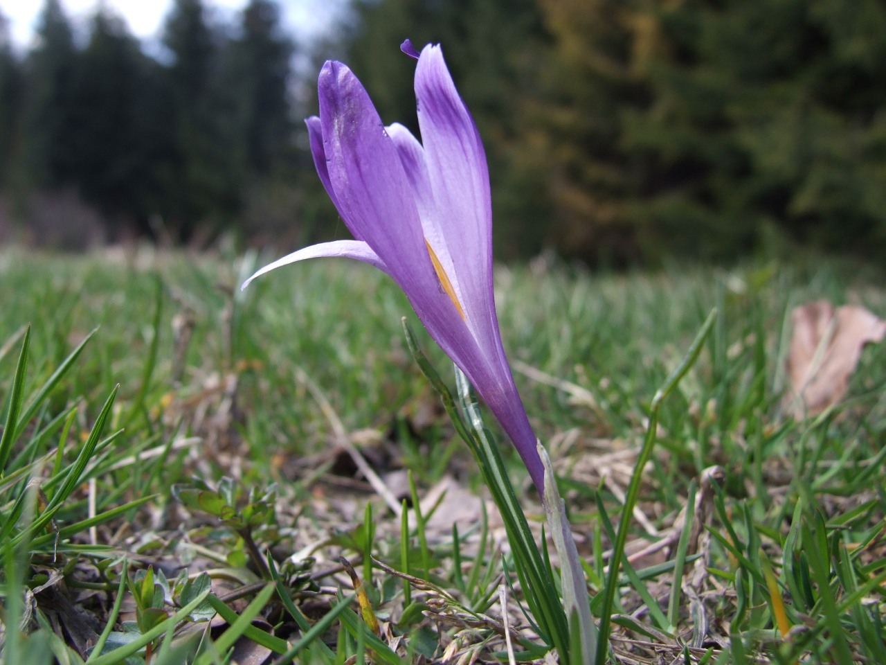 Crocus vernus, Spring crocus — clumping deciduous (Iridaceae) (image 3 of 10)
