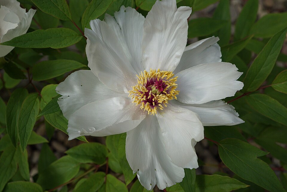 Paeonia lactiflora spp. (Bouquet Builders Peony Collection) (alternate view 2)