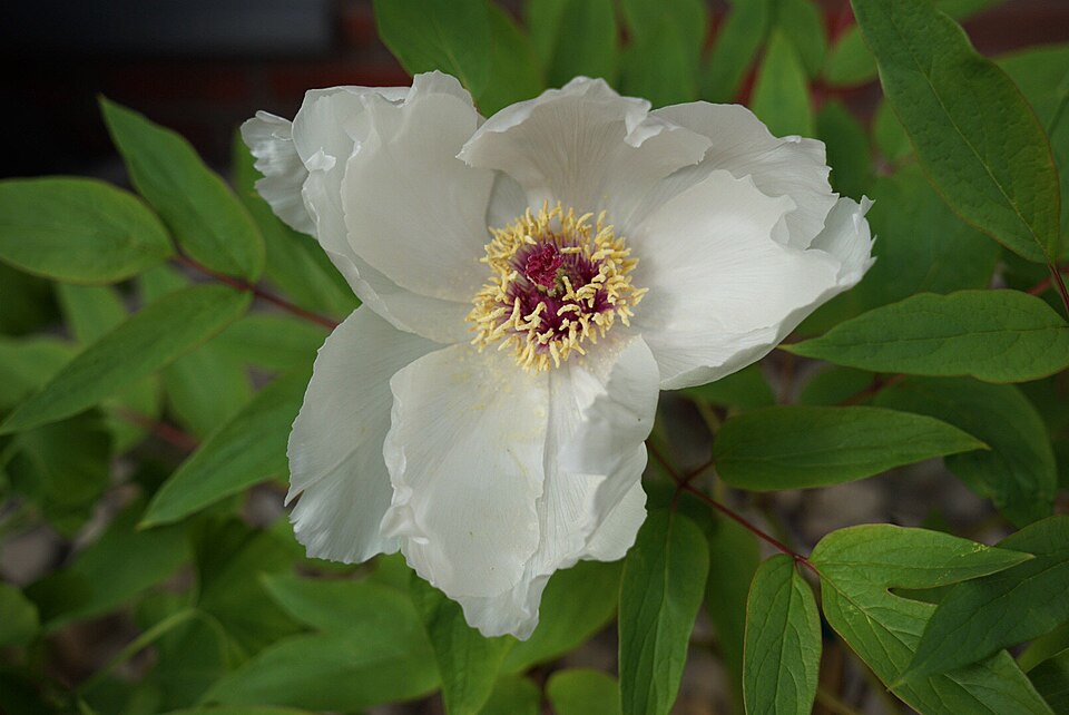 Paeonia lactiflora spp. (Bouquet Builders Peony Collection) (alternate view 3)