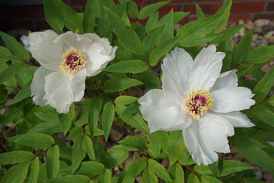 Paeonia lactiflora spp. (Bouquet Builders Peony Collection) (alternate view 4)