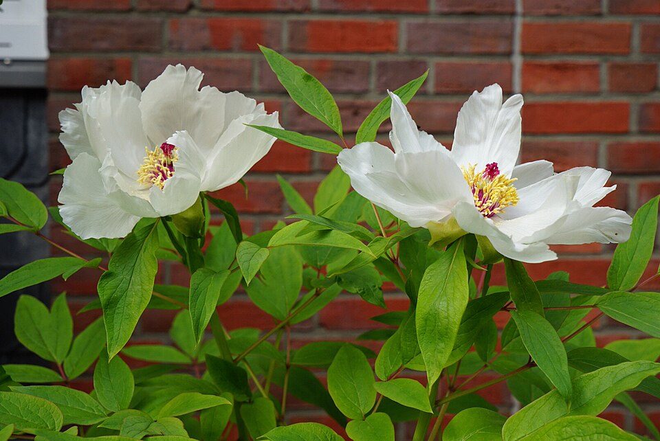Paeonia lactiflora spp. (Bouquet Builders Peony Collection) (alternate view 5)