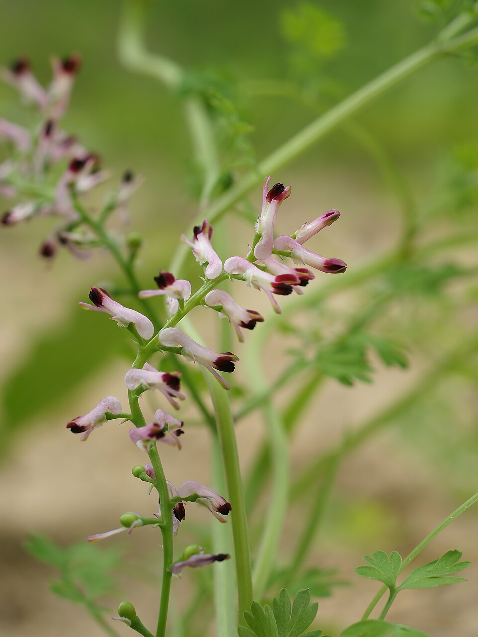 Fumaria capreolata (white ramping-fumitory)