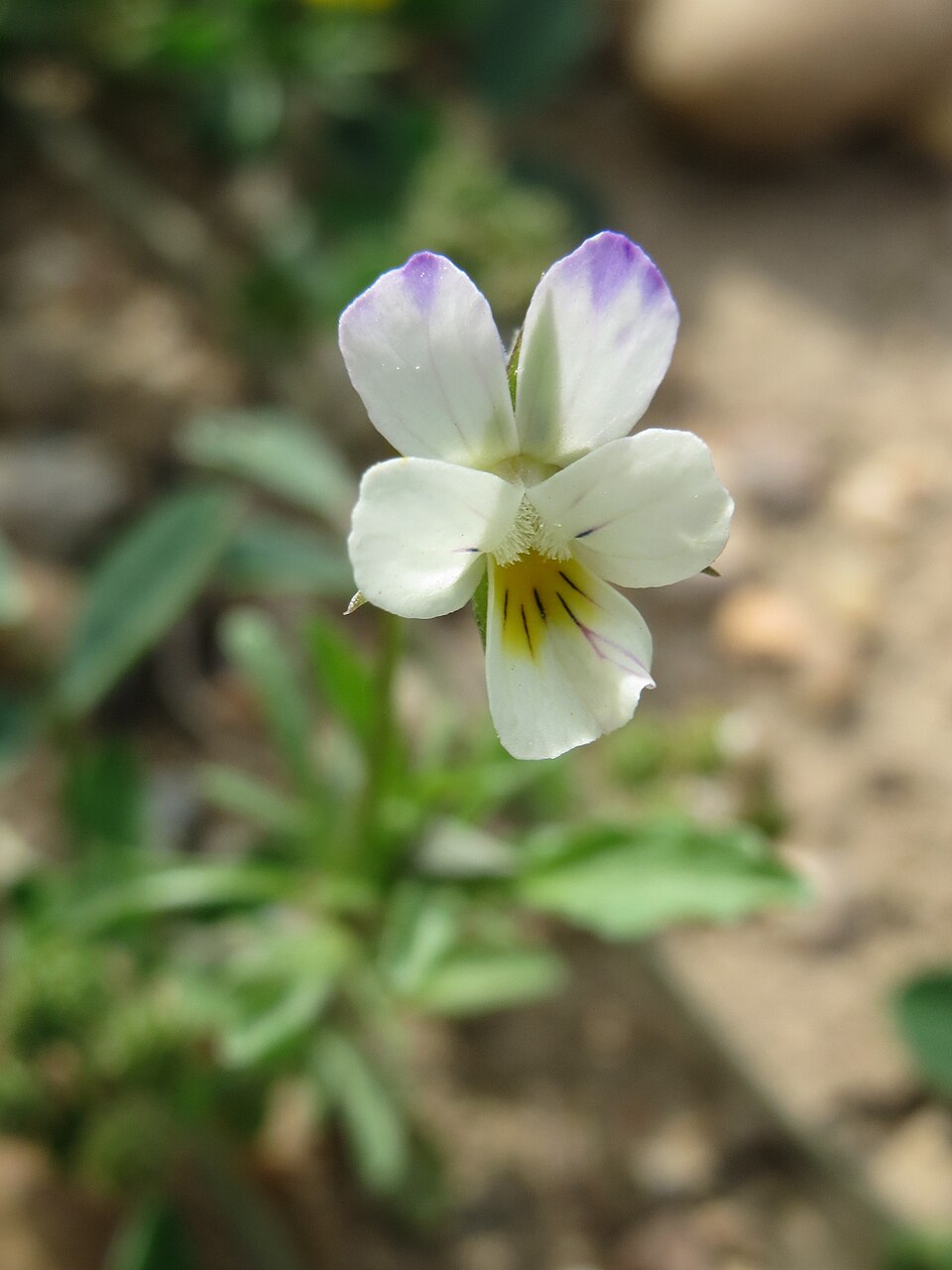 Viola arvensis (European field pansy)