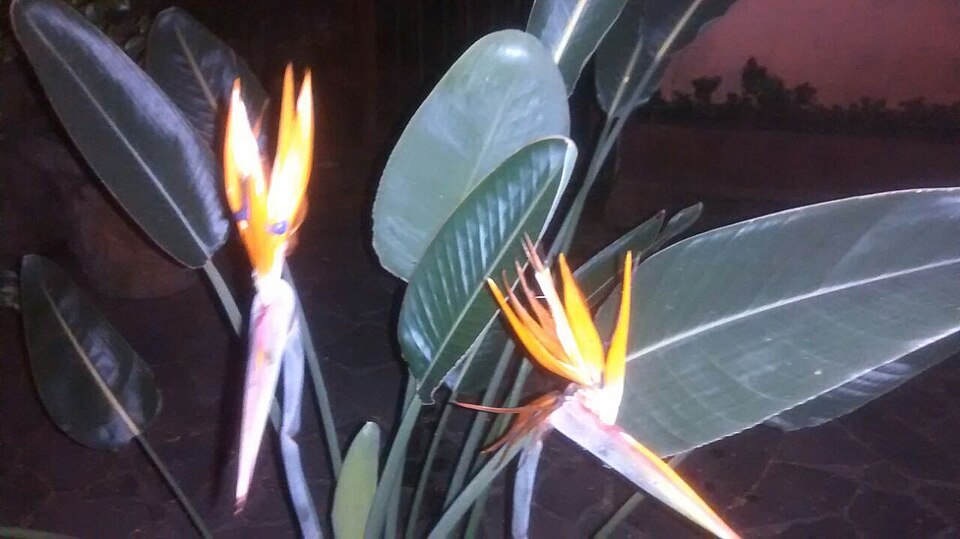 Strelitzia reginae (Bird of Paradise) (alternate view 8)