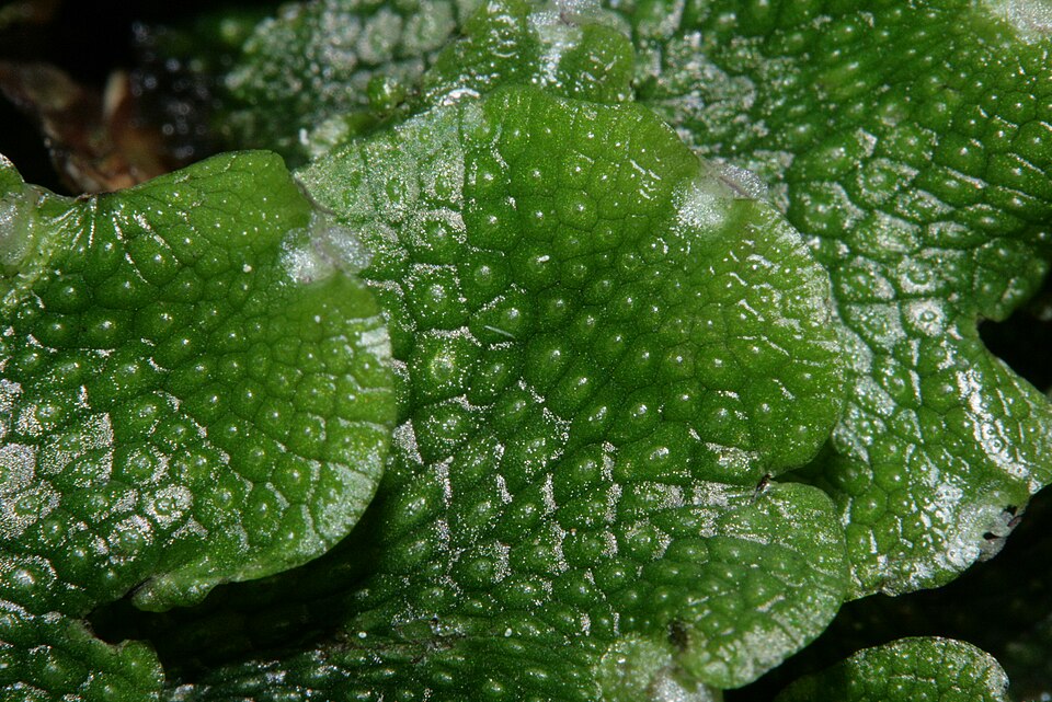 Conocephalum salebrosum (Snakewort) (alternate view 7)