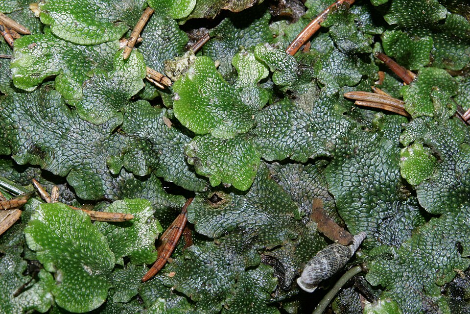 Conocephalum salebrosum (Snakewort) (alternate view 8)
