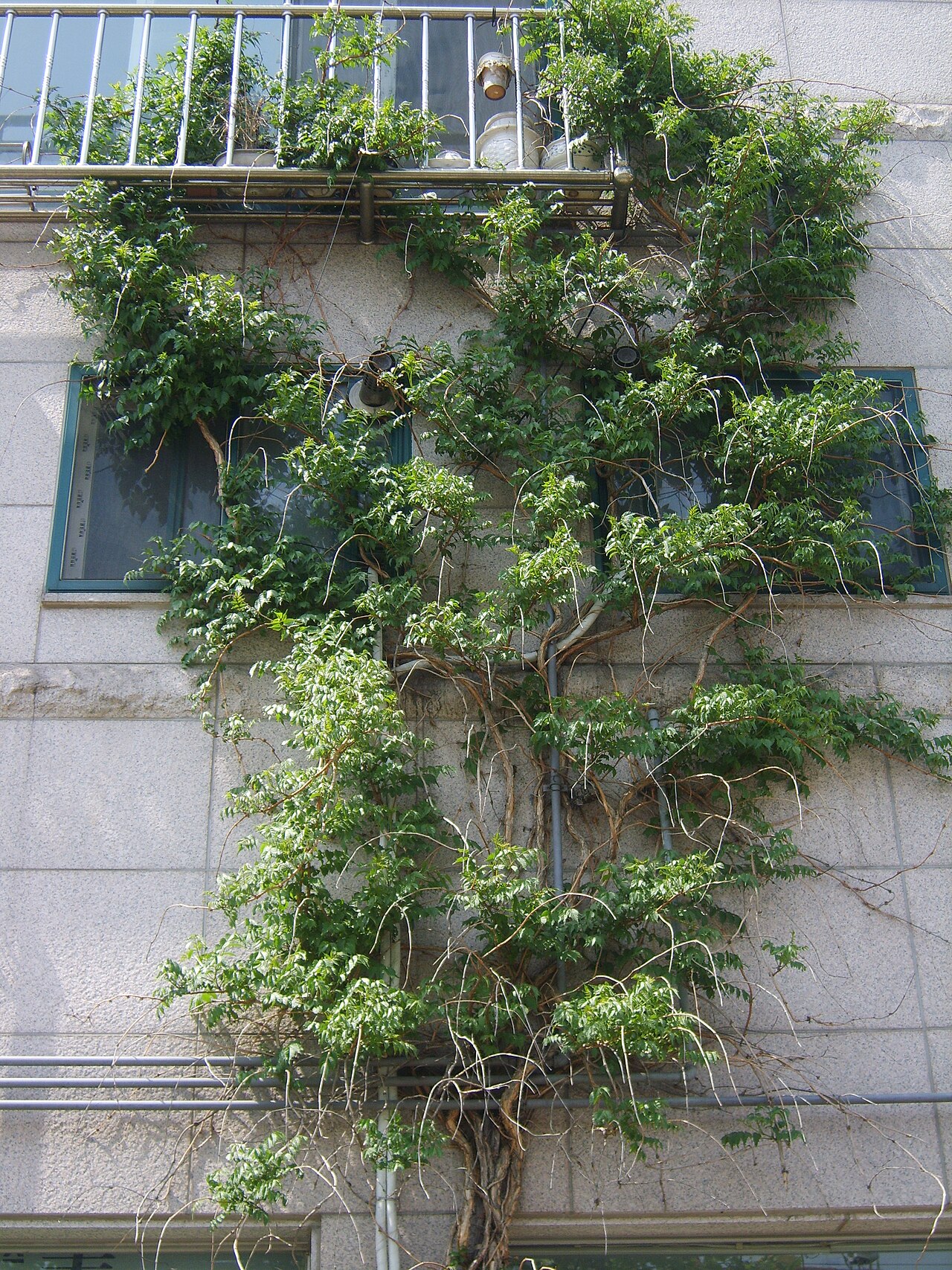 Campsis grandiflora, Chinese trumpet creeper — climbing deciduous (Bignoniaceae) (image 3 of 10)
