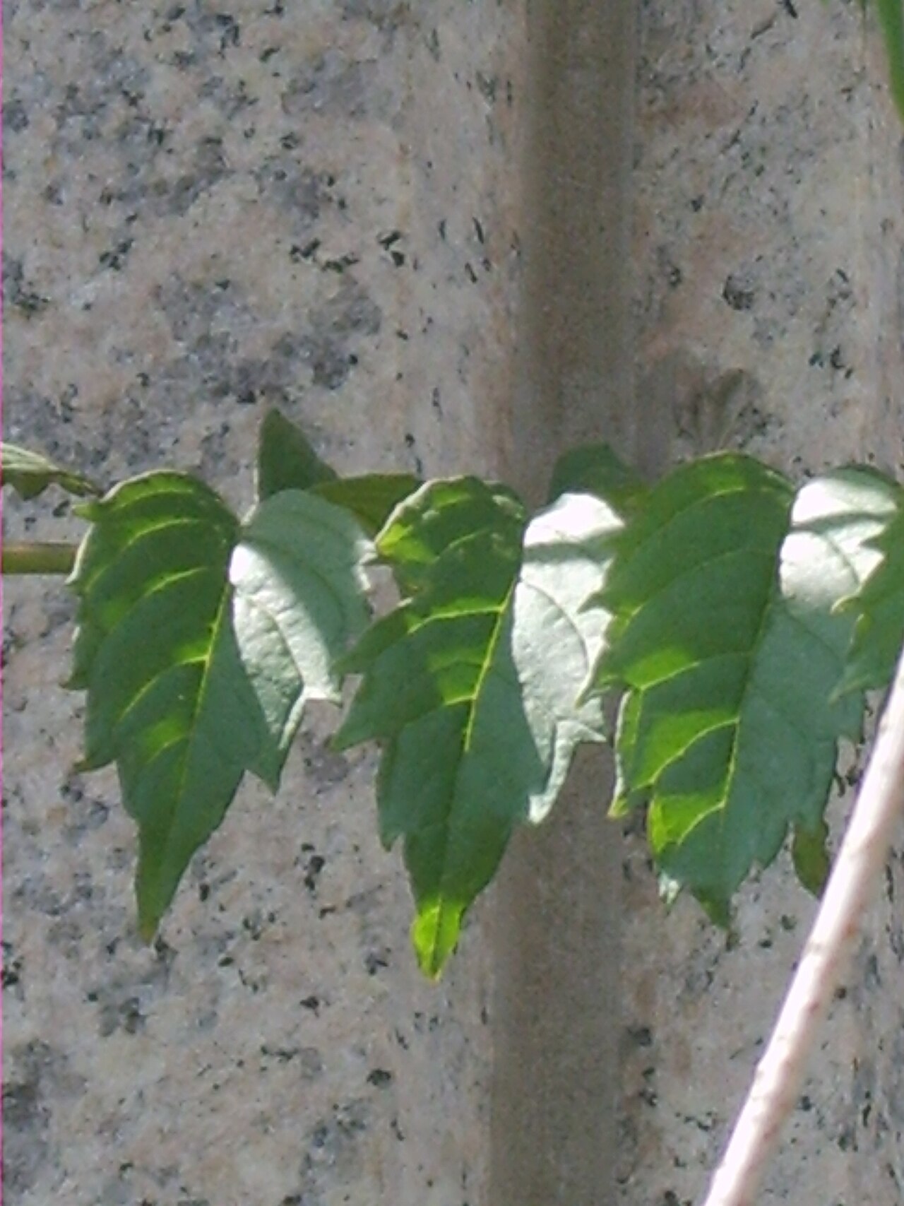 Campsis grandiflora, Chinese trumpet creeper — climbing deciduous (Bignoniaceae) (image 5 of 10)