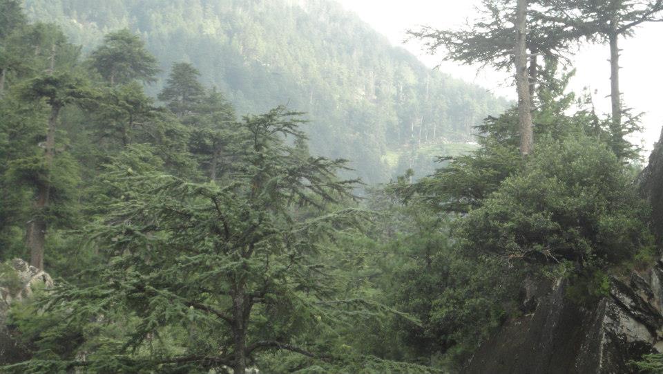 Cedrus deodara (deodar cedar) (alternate view 13)