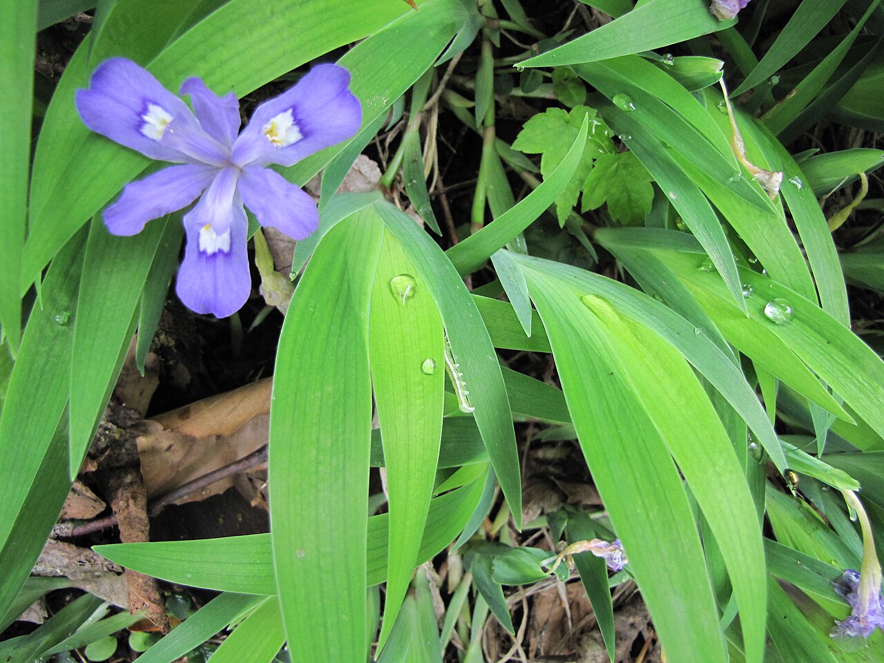 Iris cristata, Dwarf crested iris — spreading deciduous (Iridaceae) (image 2 of 10)
