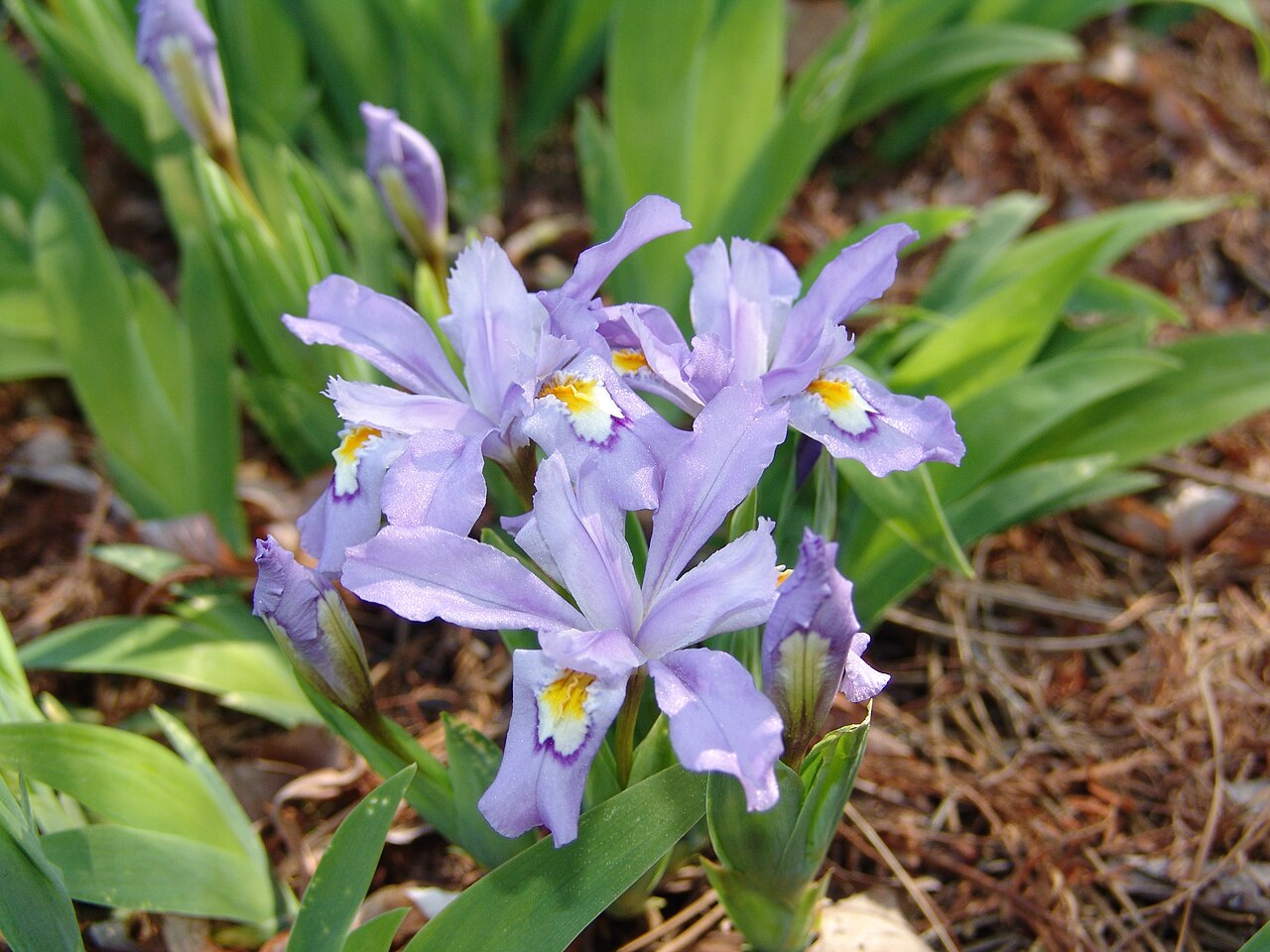 Iris cristata, Dwarf crested iris — spreading deciduous (Iridaceae) (image 3 of 10)