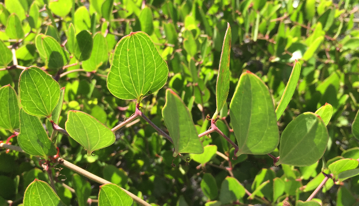 Smilax auriculata (Earleaf Greenbrier) (alternate view 4)