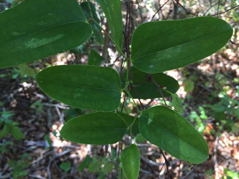 Smilax auriculata (Earleaf Greenbrier) (alternate view 5)