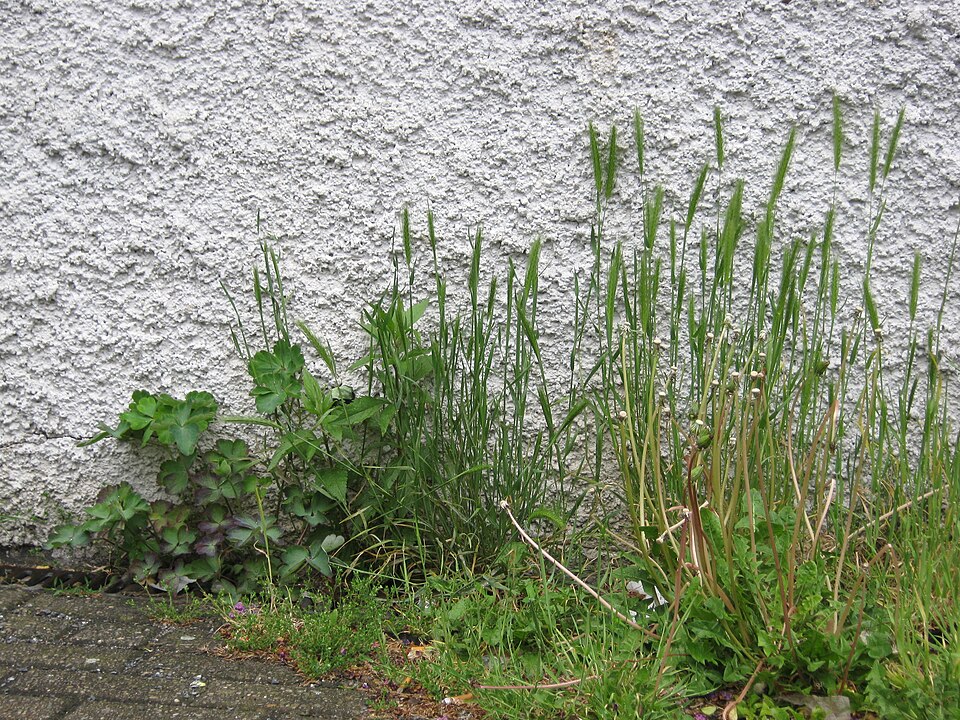 Taraxacum officinale (Dandelion Greens) (alternate view 8)