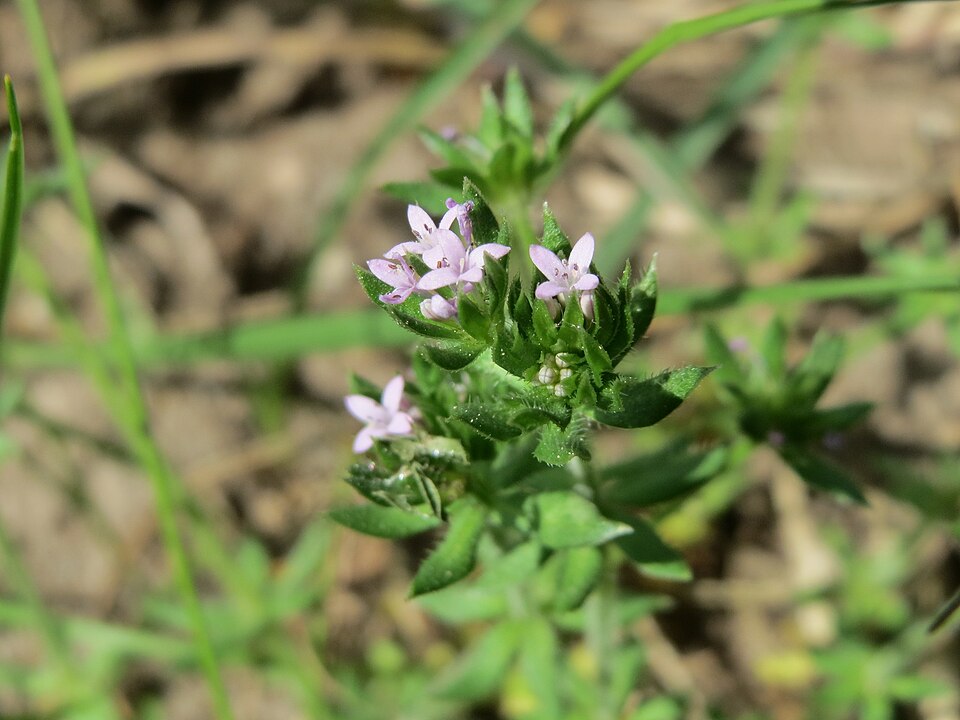 Sherardia arvensis (Field madder)