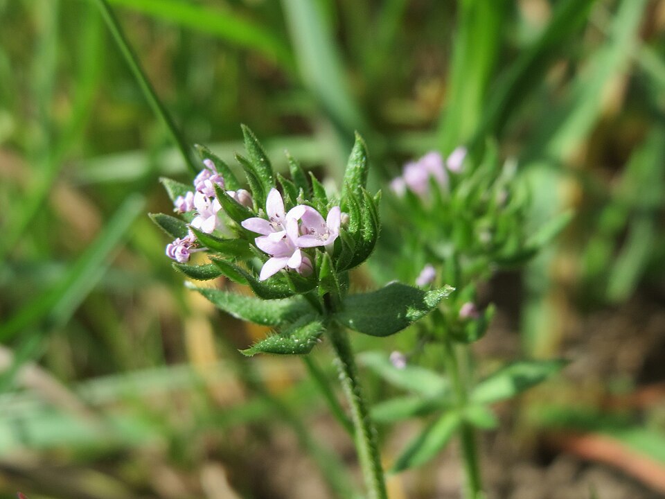 Sherardia arvensis (Field madder)