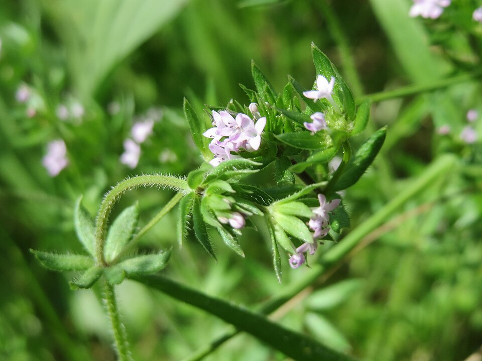 Sherardia arvensis (Field madder)