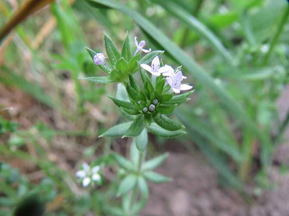 Sherardia arvensis (Field madder)