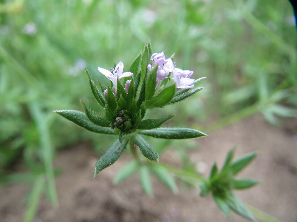 Sherardia arvensis (Field madder)
