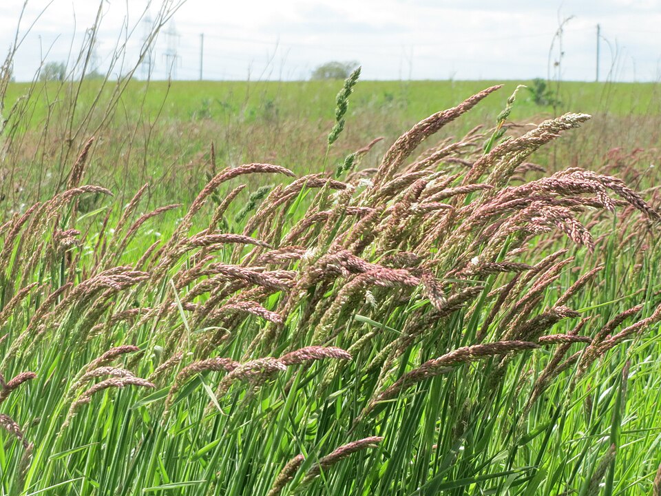 Holcus lanatus (common velvet-grass) (alternate view 7)