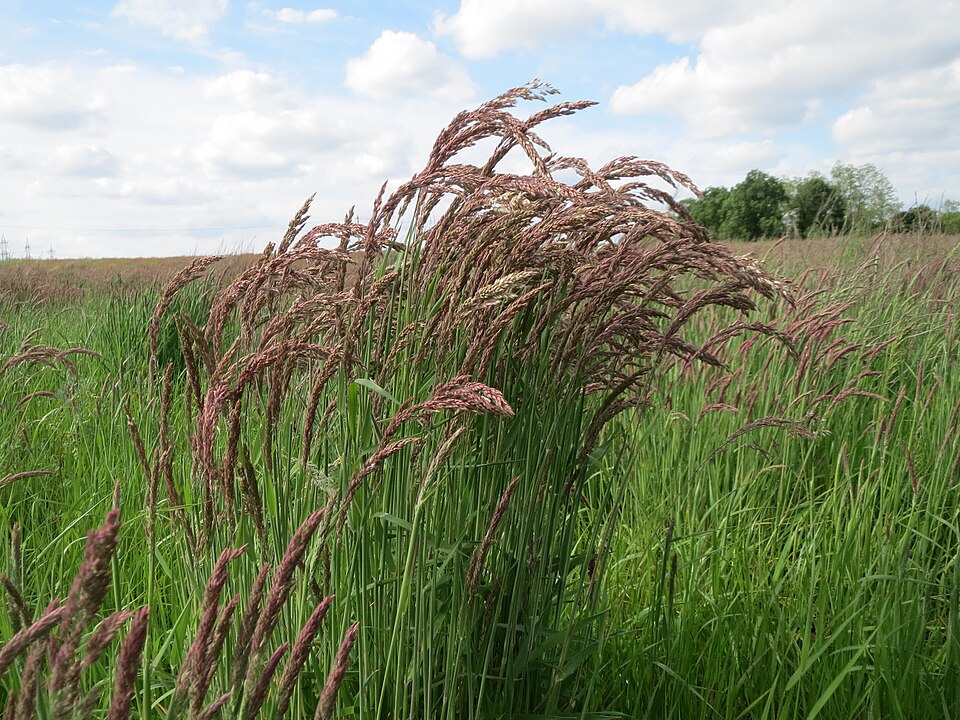Holcus lanatus (common velvet-grass) (alternate view 8)