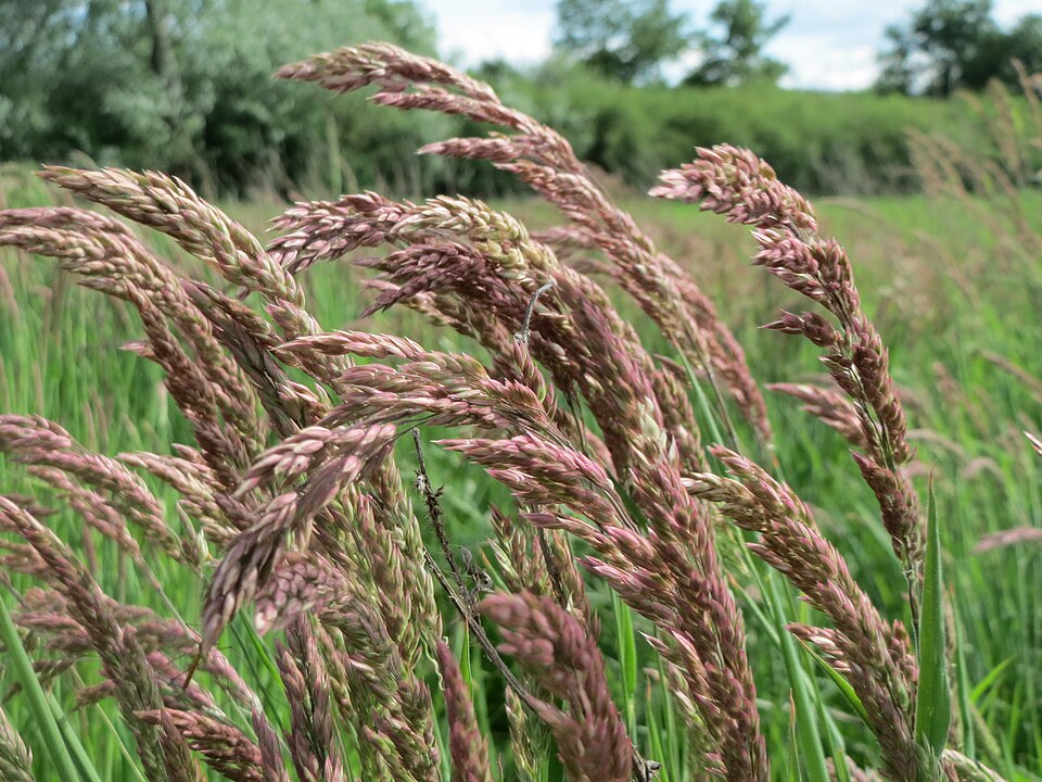 Holcus lanatus (common velvet-grass) (alternate view 10)