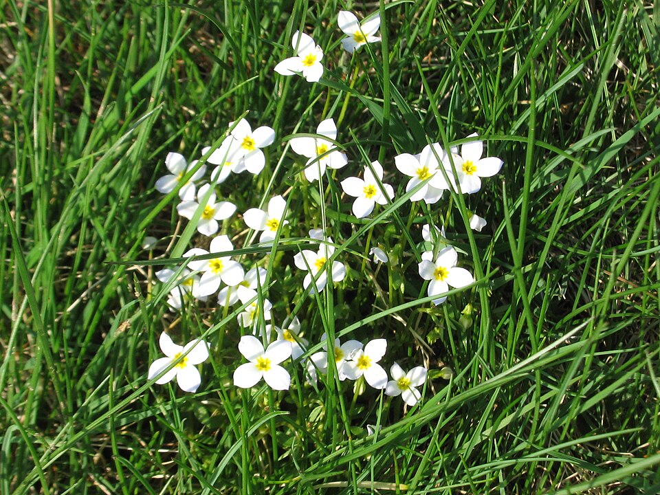 Houstonia caerulea (azure bluet)