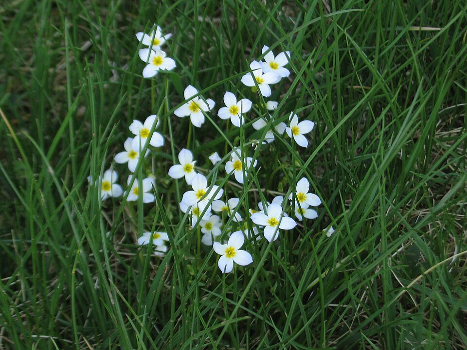 Houstonia caerulea (azure bluet)