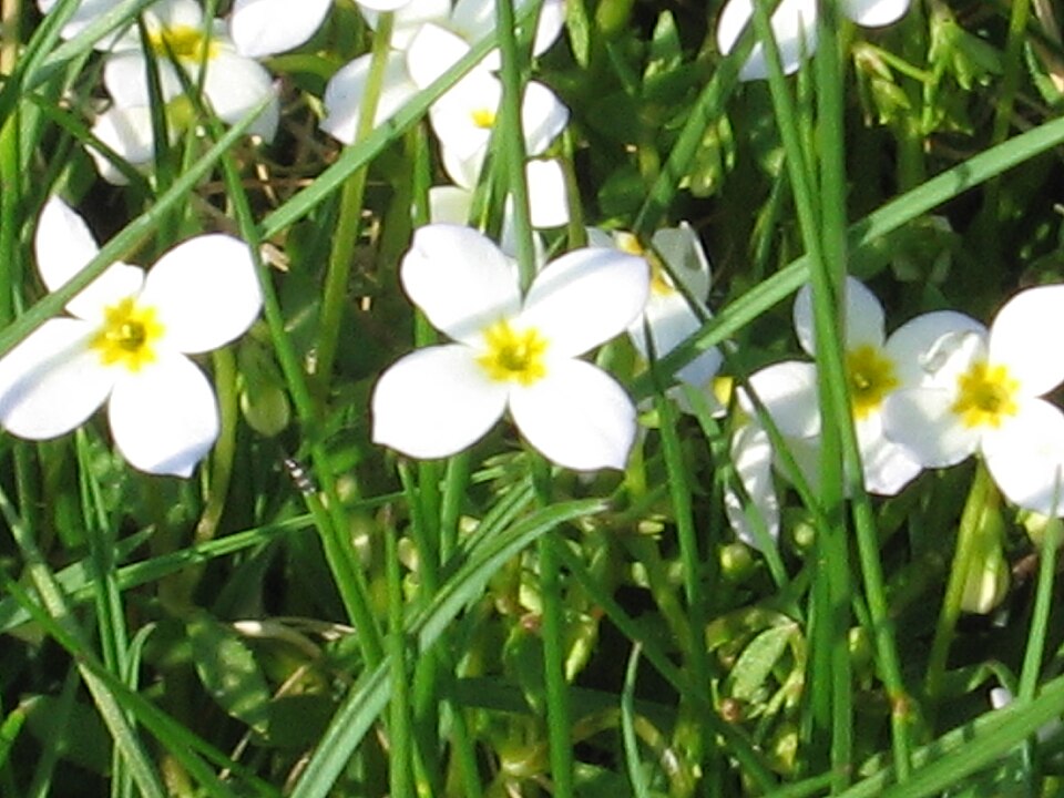 Houstonia caerulea (azure bluet)