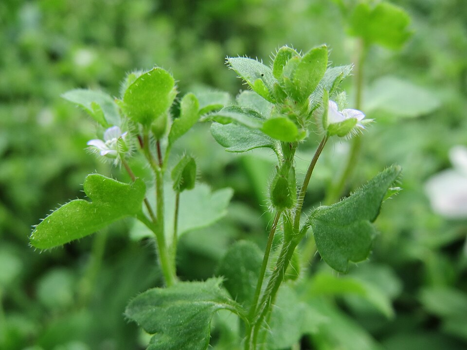 Veronica sublobata (Pink Ivy-leaved Speedwell)