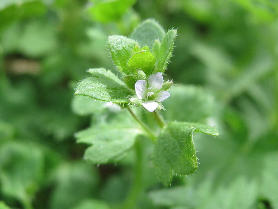 Veronica sublobata (Pink Ivy-leaved Speedwell)