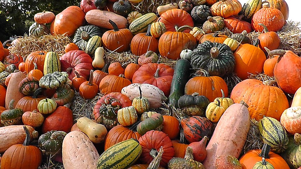 Cucurbita (gourds) (alternate view 2)