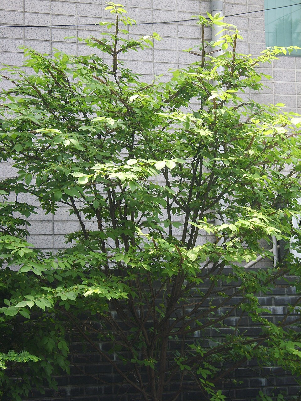 Euonymus alatus (Burning Bush) (alternate view 8)