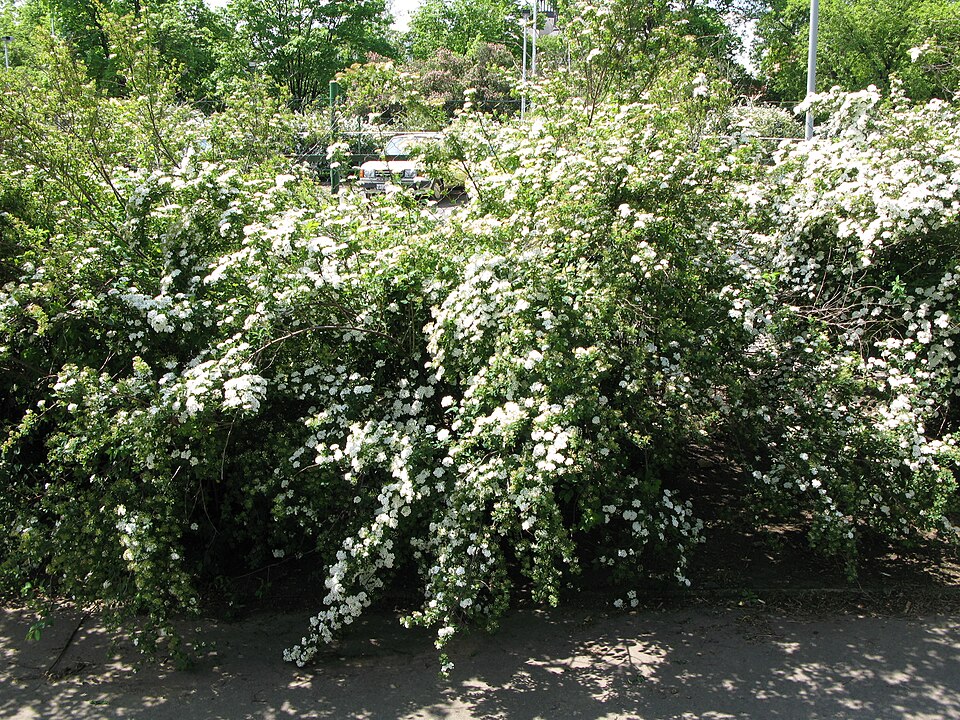 Spiraea × vanhouttei (Vanhoutte spirea) (alternate view 6)