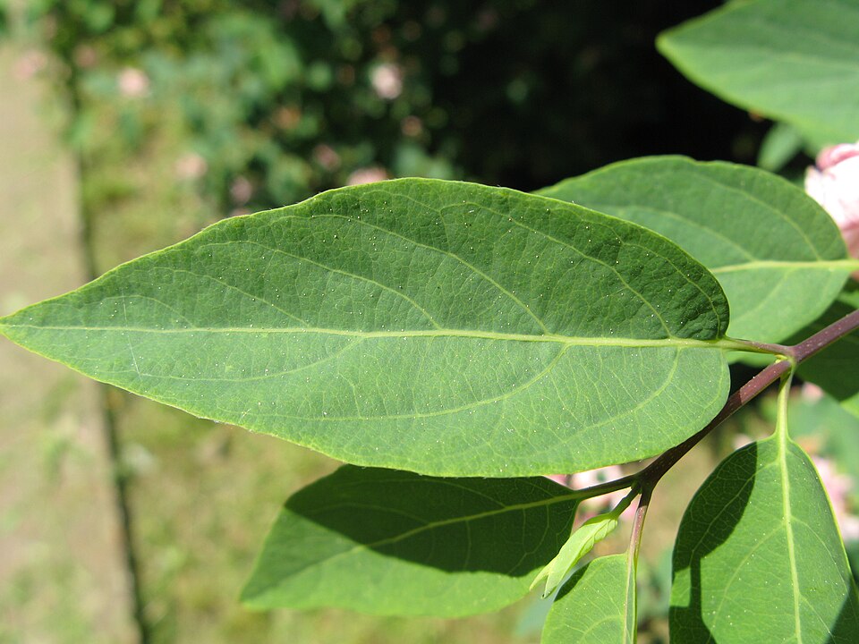 Lonicera tatarica (Tatarian honeysuckle)